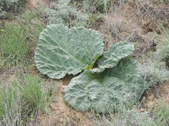 Rheum tataricum