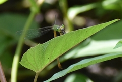 Ceriagrion coromandelianum