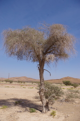 Prosopis cineraria
