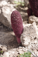 Cynomorium coccineum