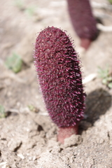 Cynomorium coccineum