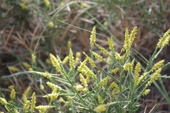 Ochradenus aucheri