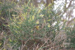 Ochradenus aucheri
