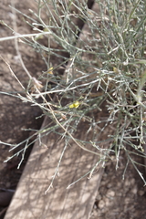 Crotalaria aegyptiaca