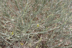 Crotalaria aegyptiaca