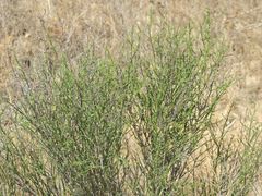 Anabasis aphylla