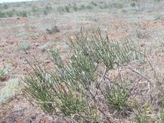 Anabasis aphylla