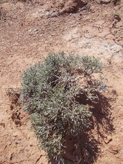 Anabasis salsa