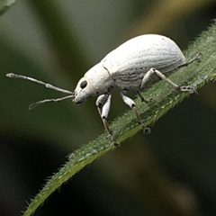Myllocerina