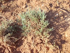 Anabasis salsa