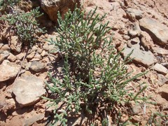 Anabasis salsa