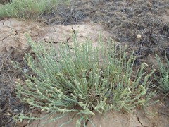 Anabasis salsa