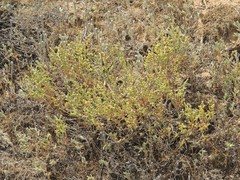Anabasis salsa
