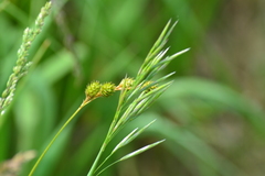 Carex normalis