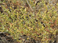 Anabasis salsa