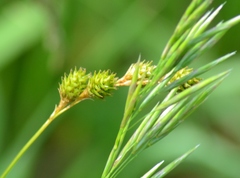Carex normalis