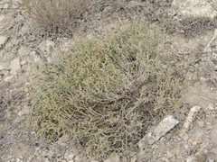 Anabasis salsa
