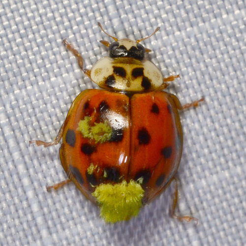 Hesperomyces harmoniae