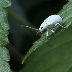 Myllocerina