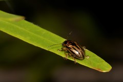 Rhyparida
