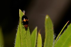Monolepta rubrofasciata