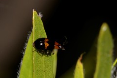 Monolepta rubrofasciata