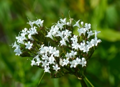 Valeriana uliginosa