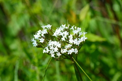 Valeriana uliginosa