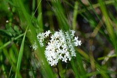 Valeriana uliginosa
