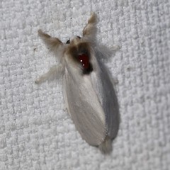 Trichiocercus mesomelas