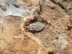 Aradus hieroglyphicus