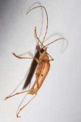 Centrodera