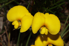Gompholobium polymorphum