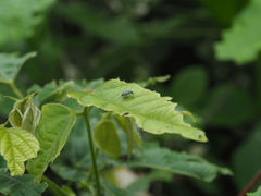 Eugnathus distinctus