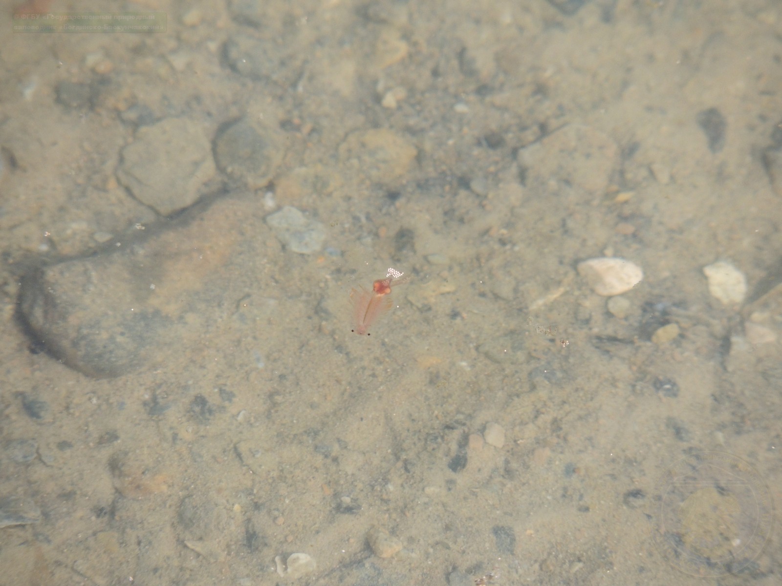 Artemia salina (Linnaeus, 1758)