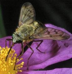Pangonius pyritosus