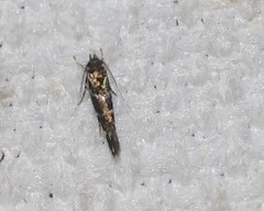 Stagmatophora argyrostrepta