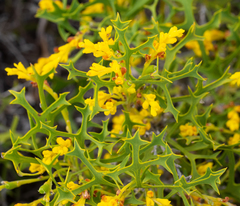 Synaphea polymorpha