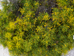 Synaphea polymorpha