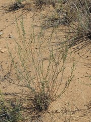 Artemisia arenaria