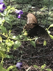 Papilio troilus image
