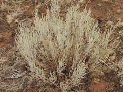 Artemisia austriaca