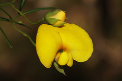 Gompholobium polymorphum