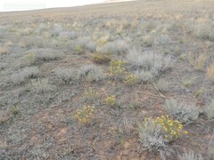 Artemisia austriaca