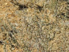 Artemisia austriaca