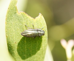 Melobasis obscurella