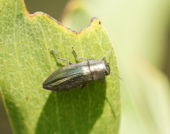 Melobasis obscurella