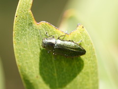 Melobasis obscurella