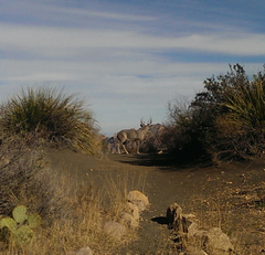 Odocoileus virginianus carminis