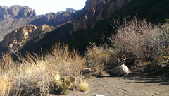 Odocoileus virginianus carminis